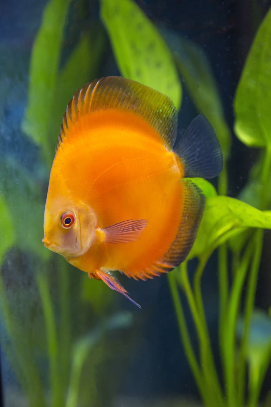 Orange Melon Discus By Amazoo.in