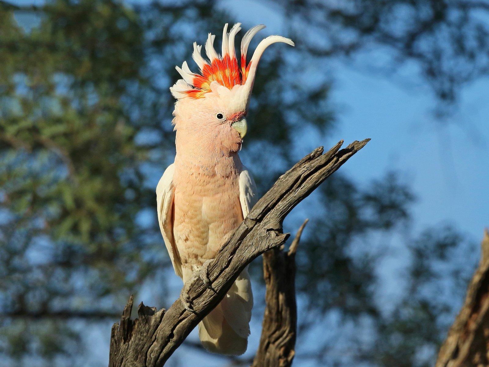 Cockatoos By Amazoo.in