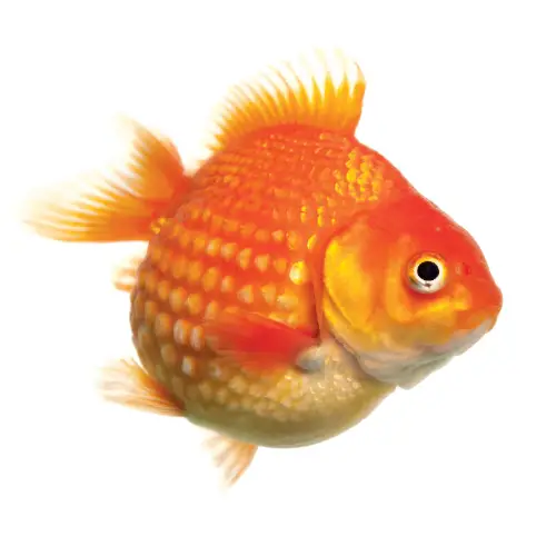 Goldfish by amazoo.in