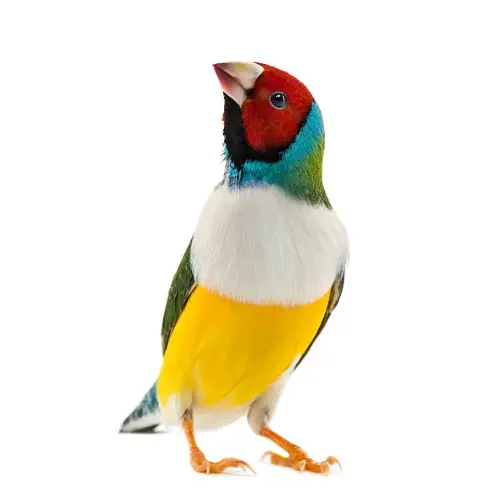 Gouldain Finches Buy Live Birds by amazoo.in