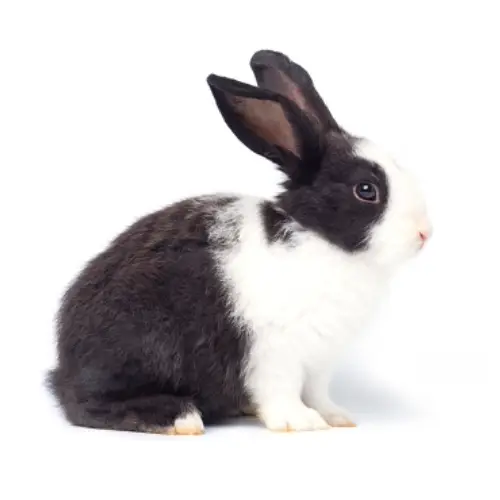 Duch Rabbit Black And White Buy Live Pet