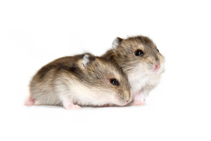 1 Pair Hamster By Amazoo.in