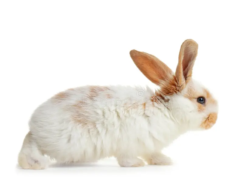 Rabbit By Amazoo.in