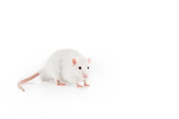 White Rat By Amazoo.in