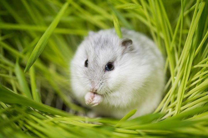 dwrf hamster by amazoo.in