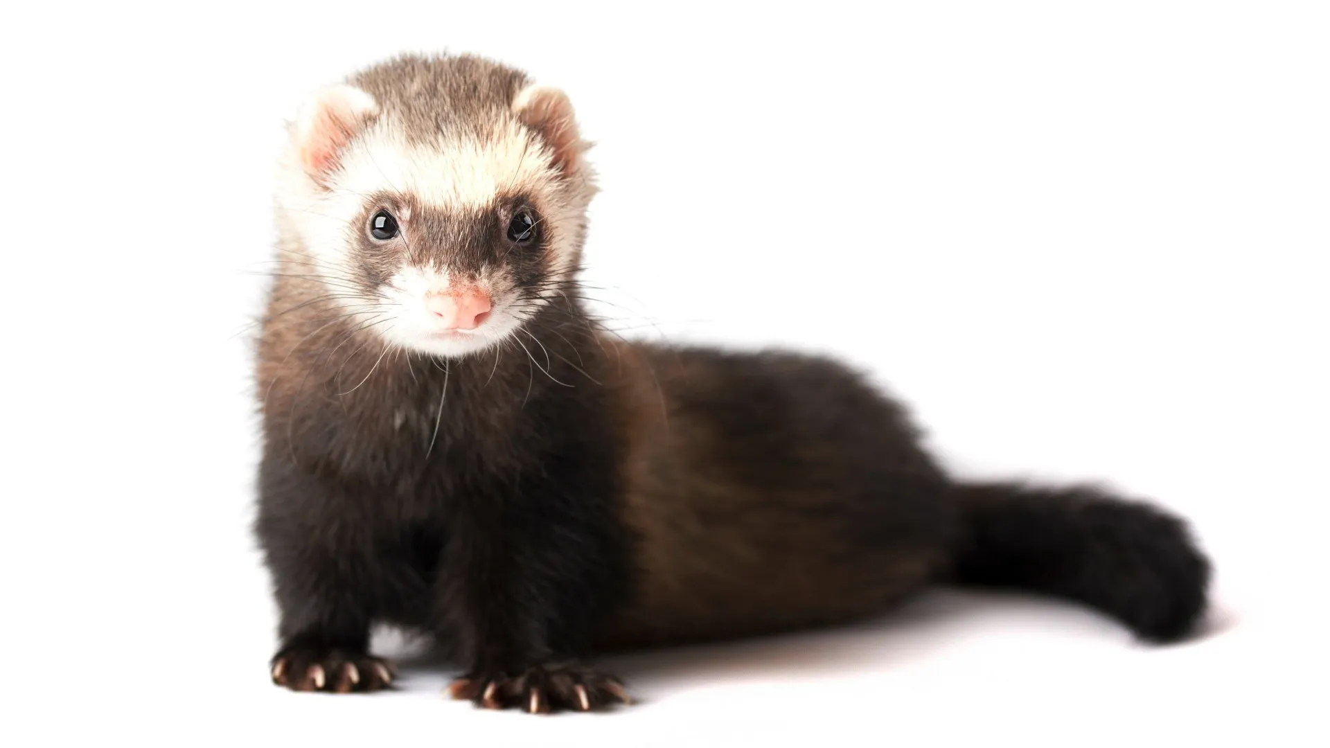 Small Pet By Amaazoo.in