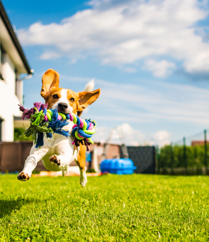 "Dog Playing" By Amazoo