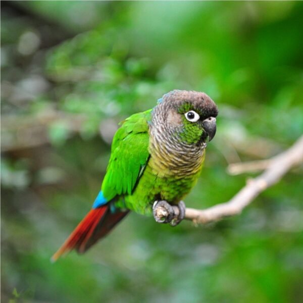Green Cheeked Conure Birds by amazoo.in