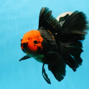 apache oranda goldfish by amazoo.in