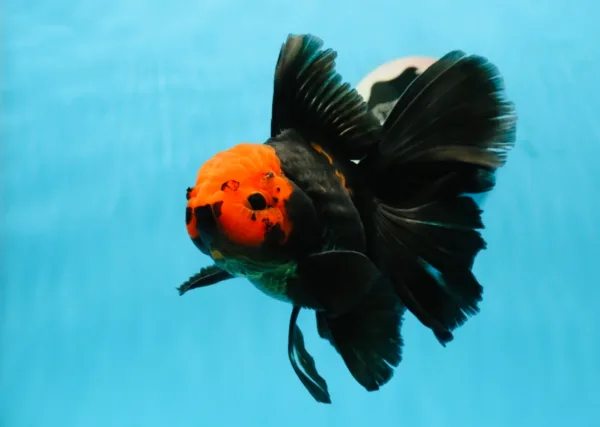 apache oranda goldfish by amazoo.in