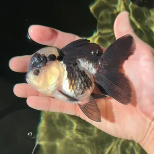 panda oranda goldfish by amazoo.in