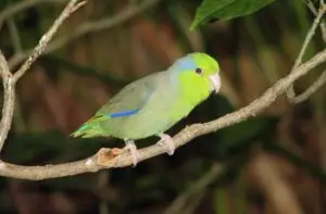"Green Parrotlet Birds"