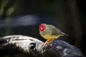 "Star Finch By Amazoo"