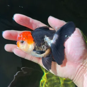 Tri Colour Oranda By Amazoo.in