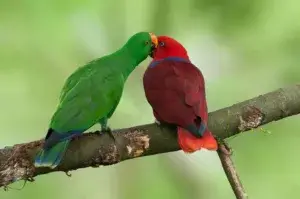 "1 Pair Electus Parrot"