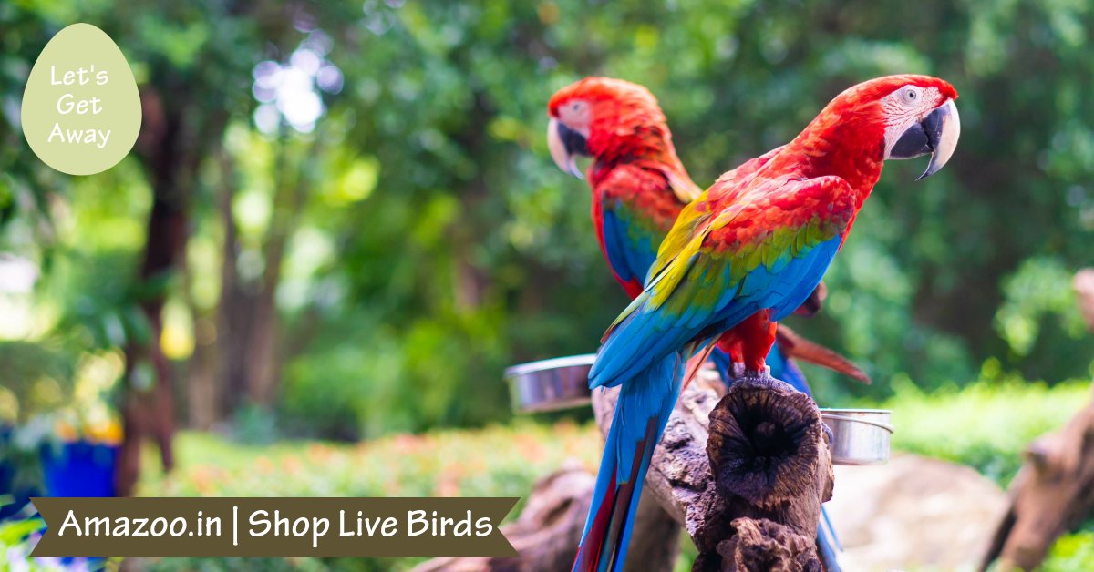 Birds Online Shopping 1 Mcaw shop live birds by amazoo.in