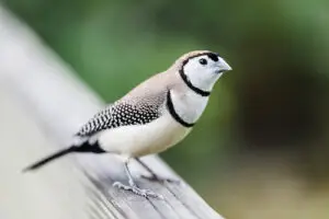 "owl Finch - By Amazoo"