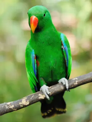 parrot by Amazoo