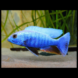electric blue hap by amazoo.in