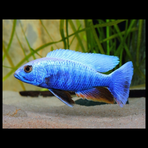 electric blue hap by amazoo.in