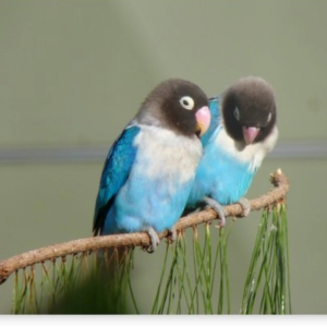 1 pair blue mask lovebird by amazoo.in
