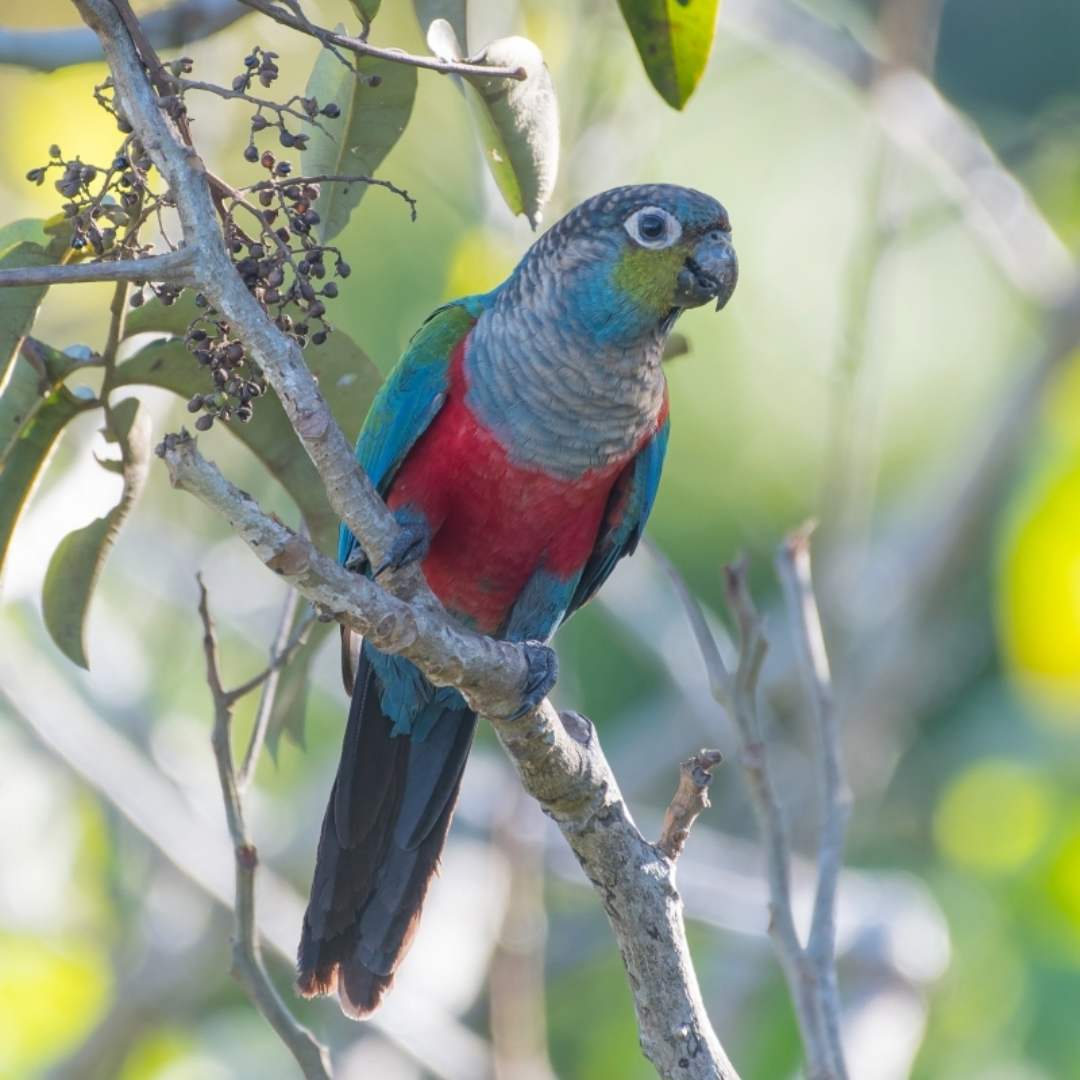 Crimson Bellied Conure by amazoo.in