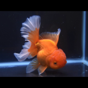 short body rose tail oranda goldfish by amazoo.in