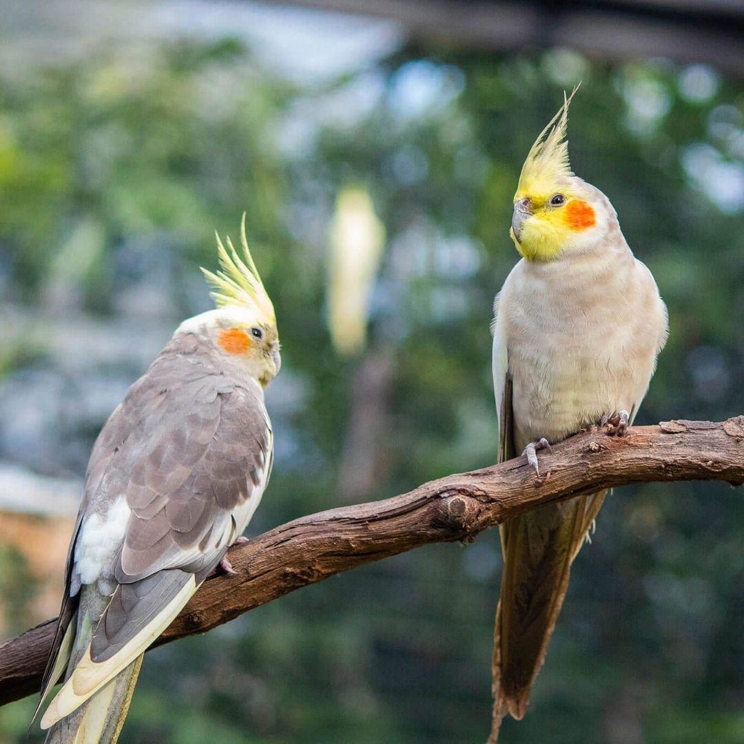 "1 Pair Gray cockatiel By Amazoo"