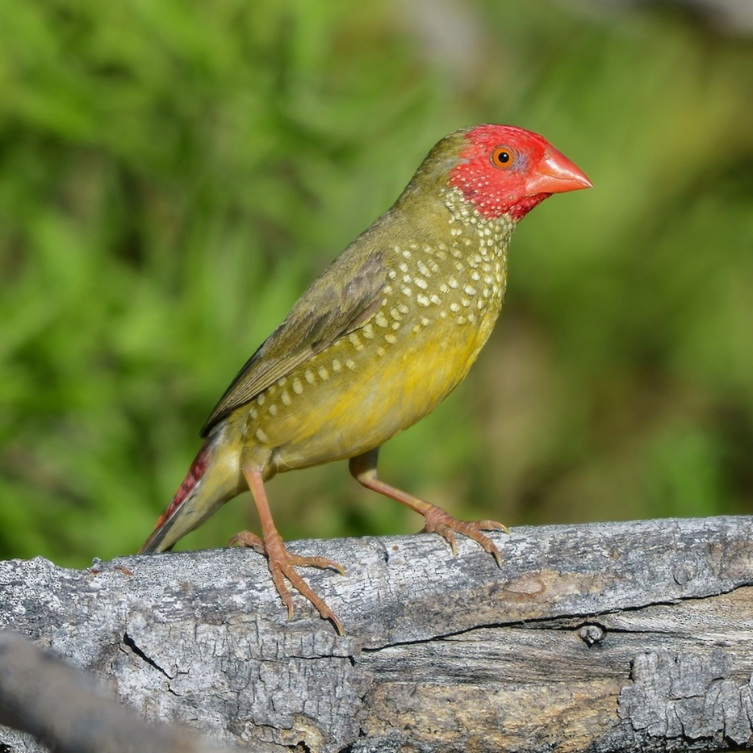 "Star finches By Amazoo"