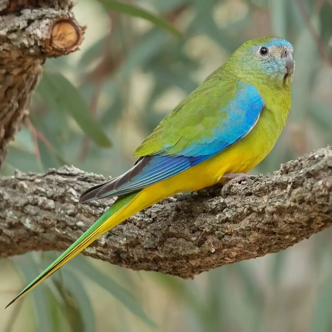"Grren Turquoise Parrot By Amazoo"