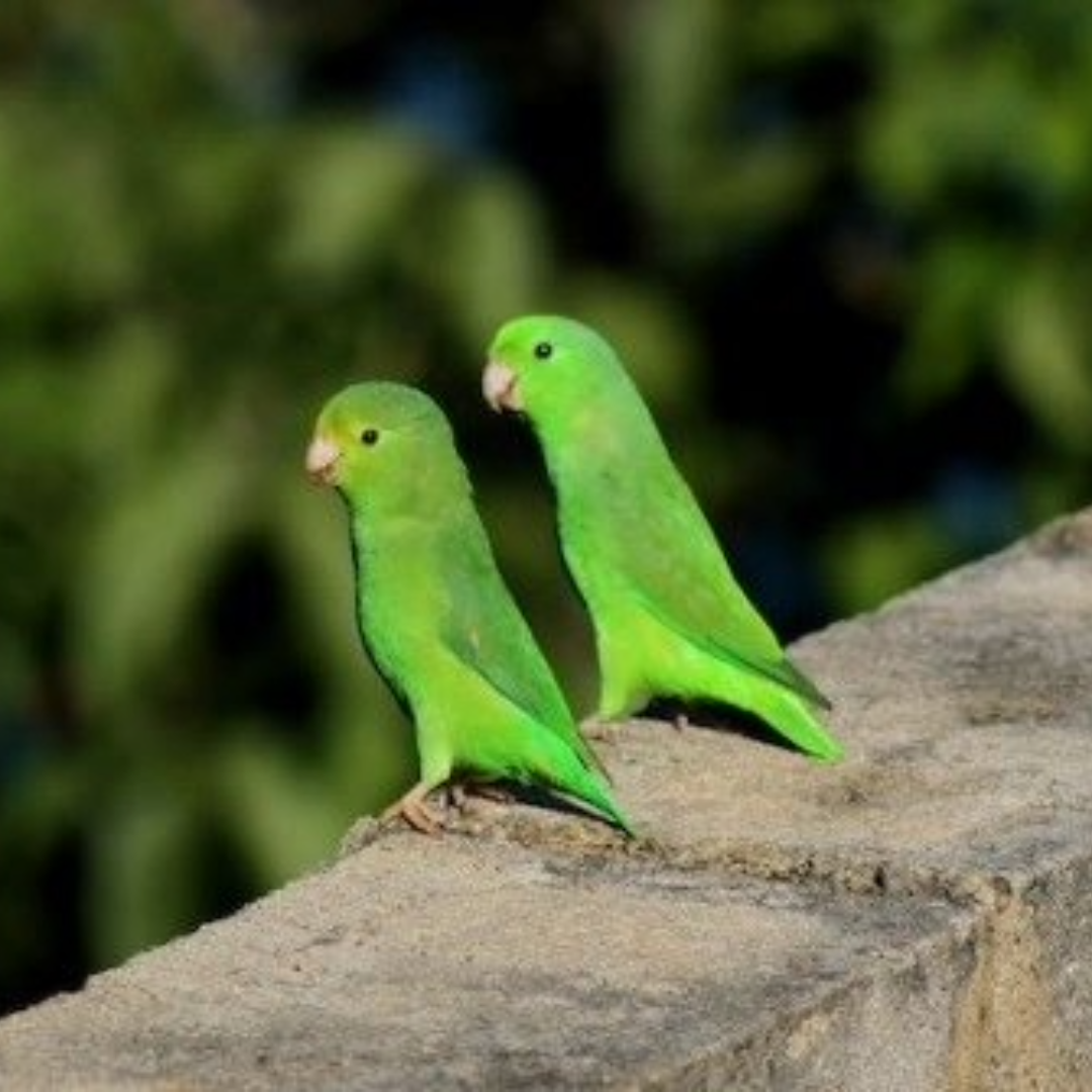 "1 Pair green parrotlet" by amazoo.in