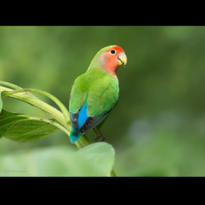 rosy lovebirds by amazoo.in