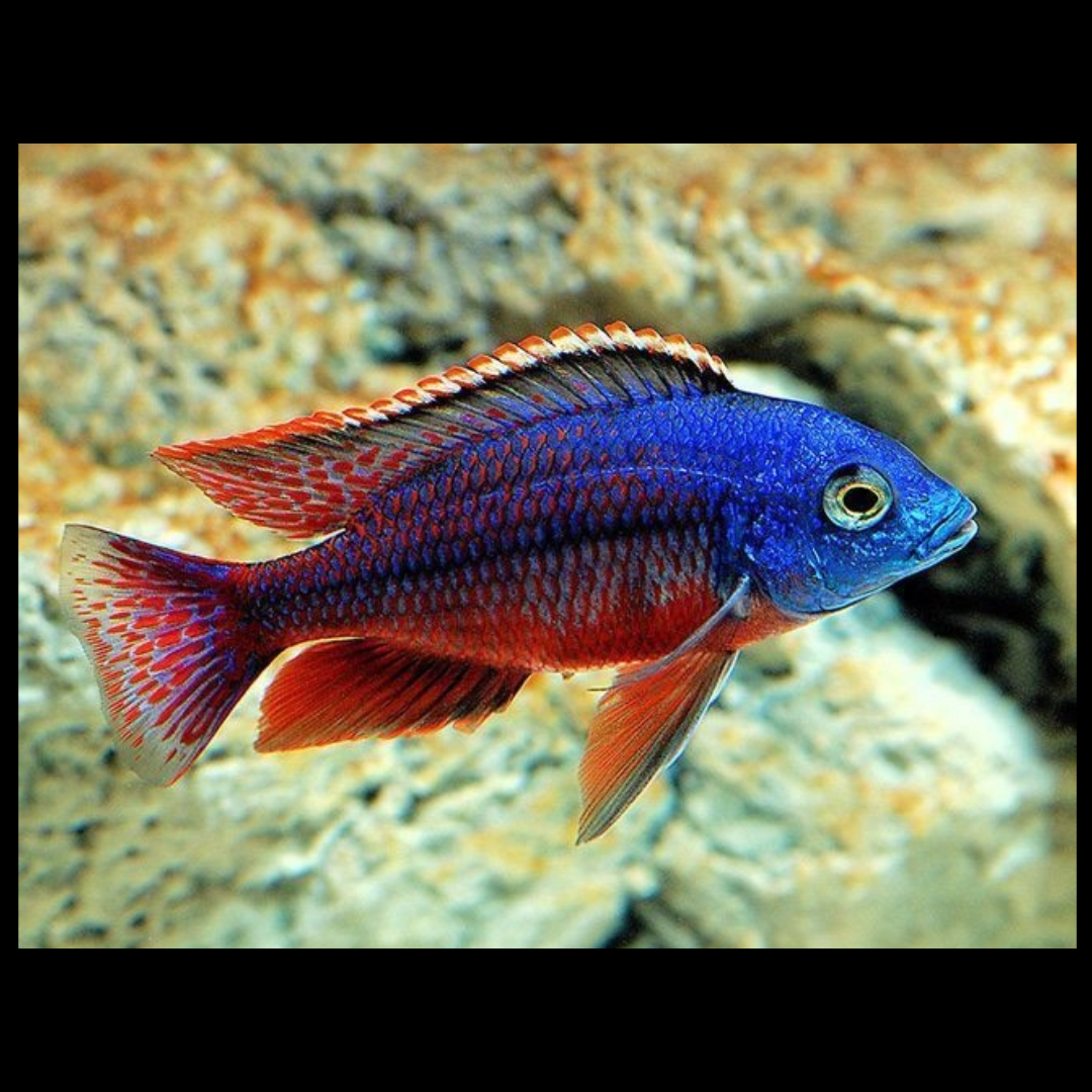 red empress african cichlids by amazoo.in