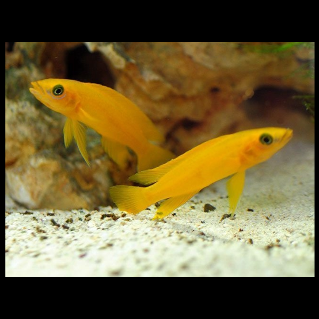 leleupi african cichlids by amazoo.in