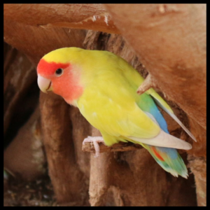 yellow fischer lovebirds by amazoo.in