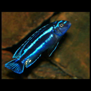 blue Johani african cichlids by amazoo.in