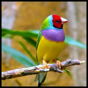 gouldian Finches birds by amazoo.in
