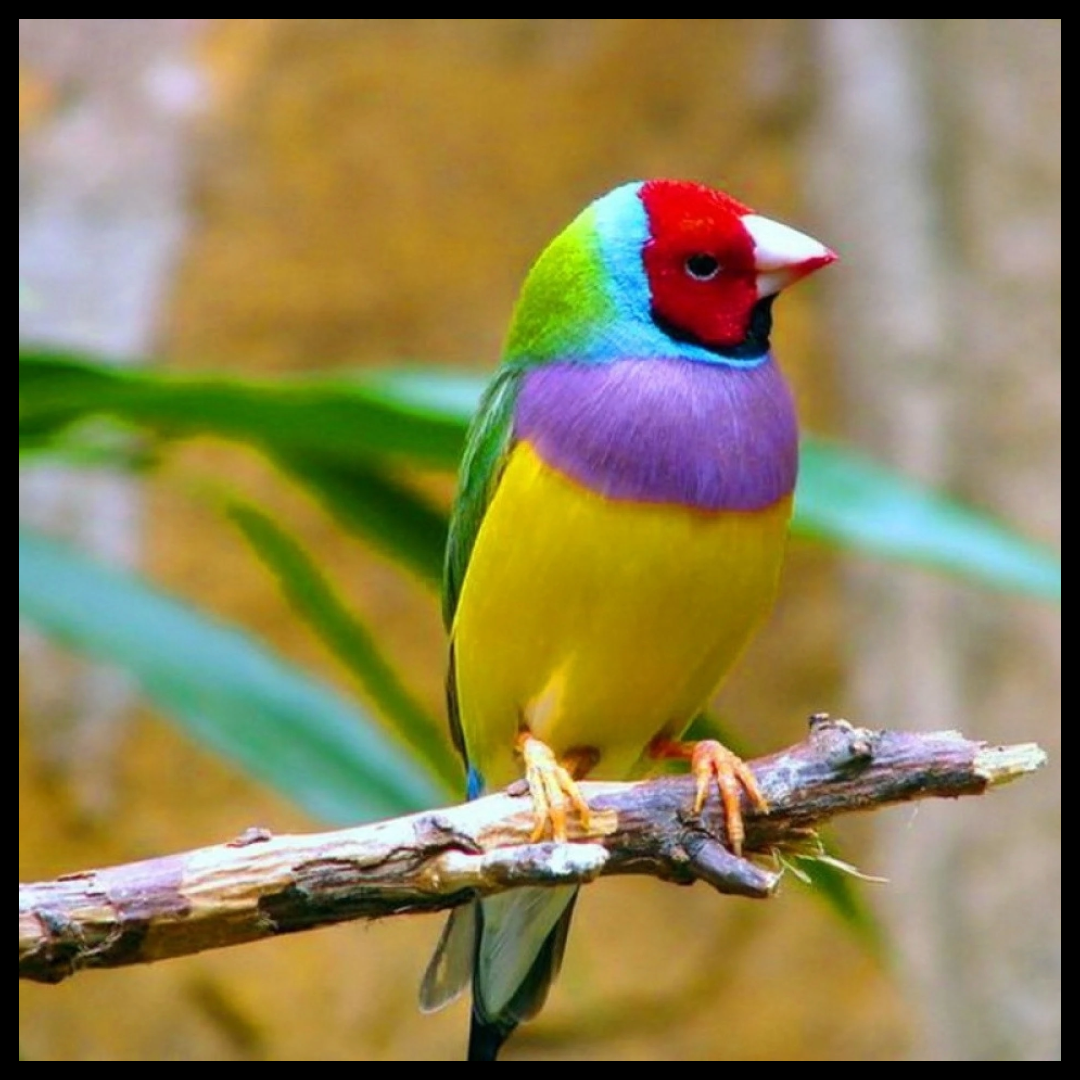 gouldian Finches birds by amazoo.in