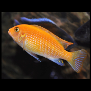 Red Top African Cichlids by amazoo.in