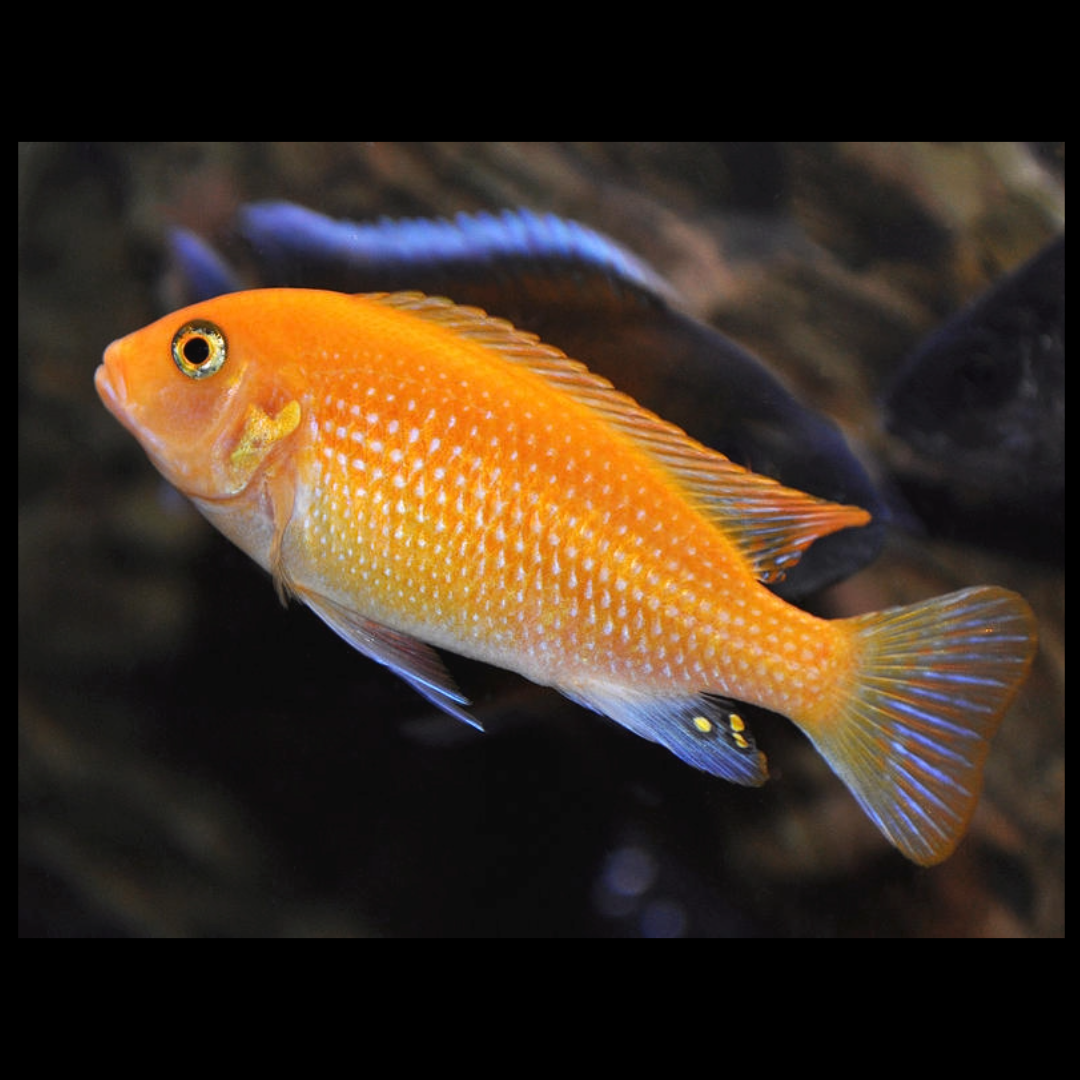 Red Top African Cichlids by amazoo.in