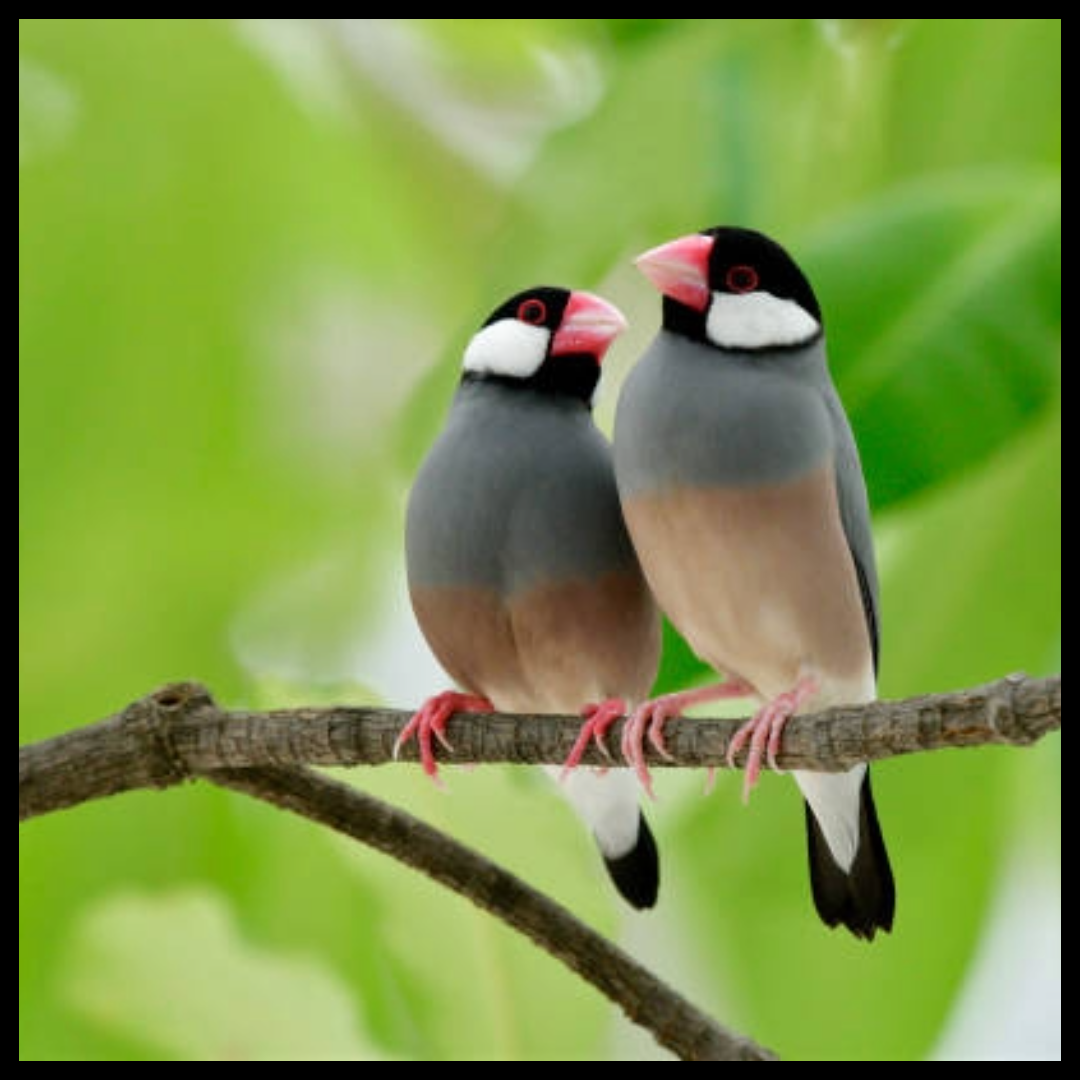 black java birds by amazoo.in