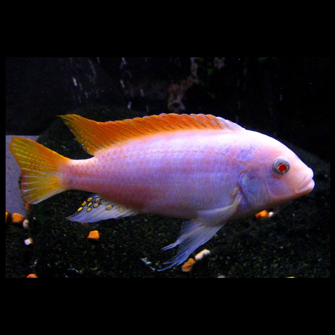 albino red top zebra cichlids by amazoo.in