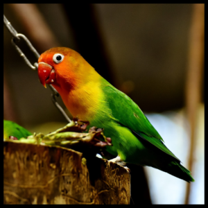 yellow fischer lovebirds by amazoo.in