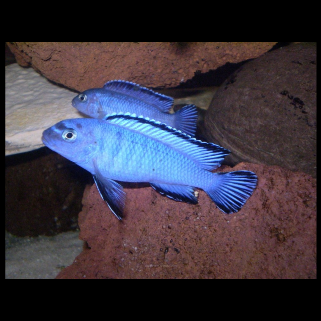powder blue african cichlids amazoo.in