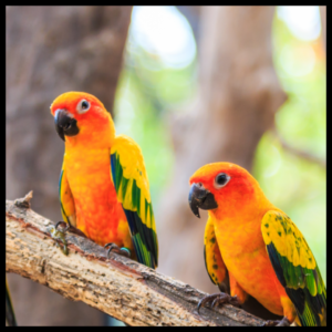 1 Pair Sun conure birds by amazoo.in