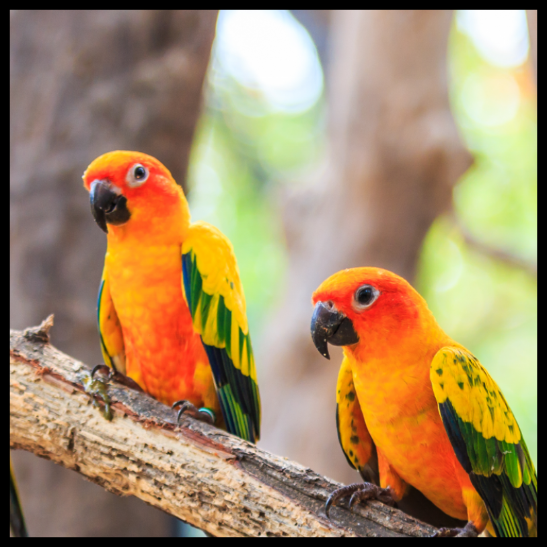 1 Pair Sun conure birds by amazoo.in