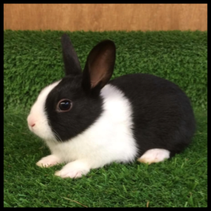 Dutch Rabbit by amazoo.in