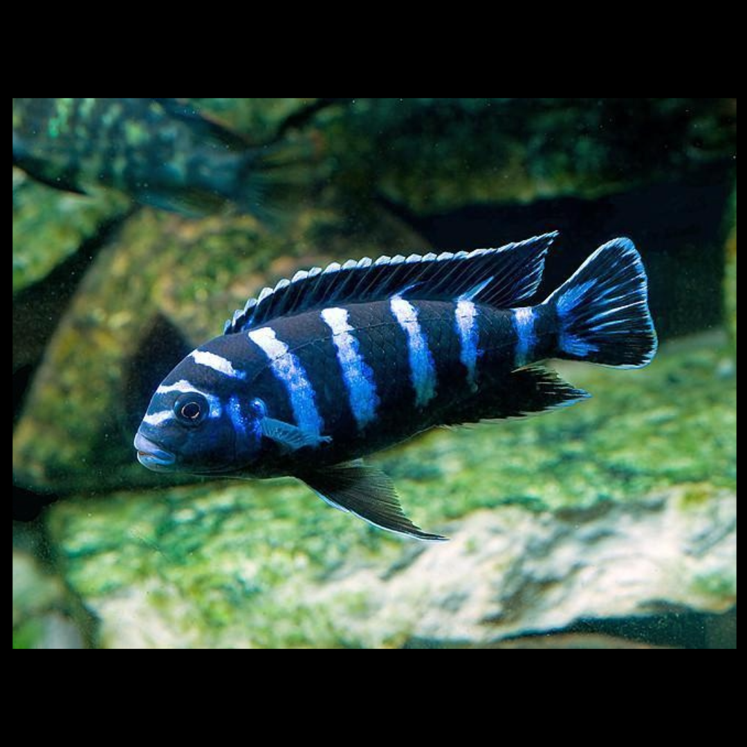 Demasoni cichlids by amazoo.in