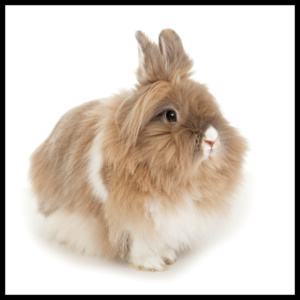 lion head rabbit by amazoo.in