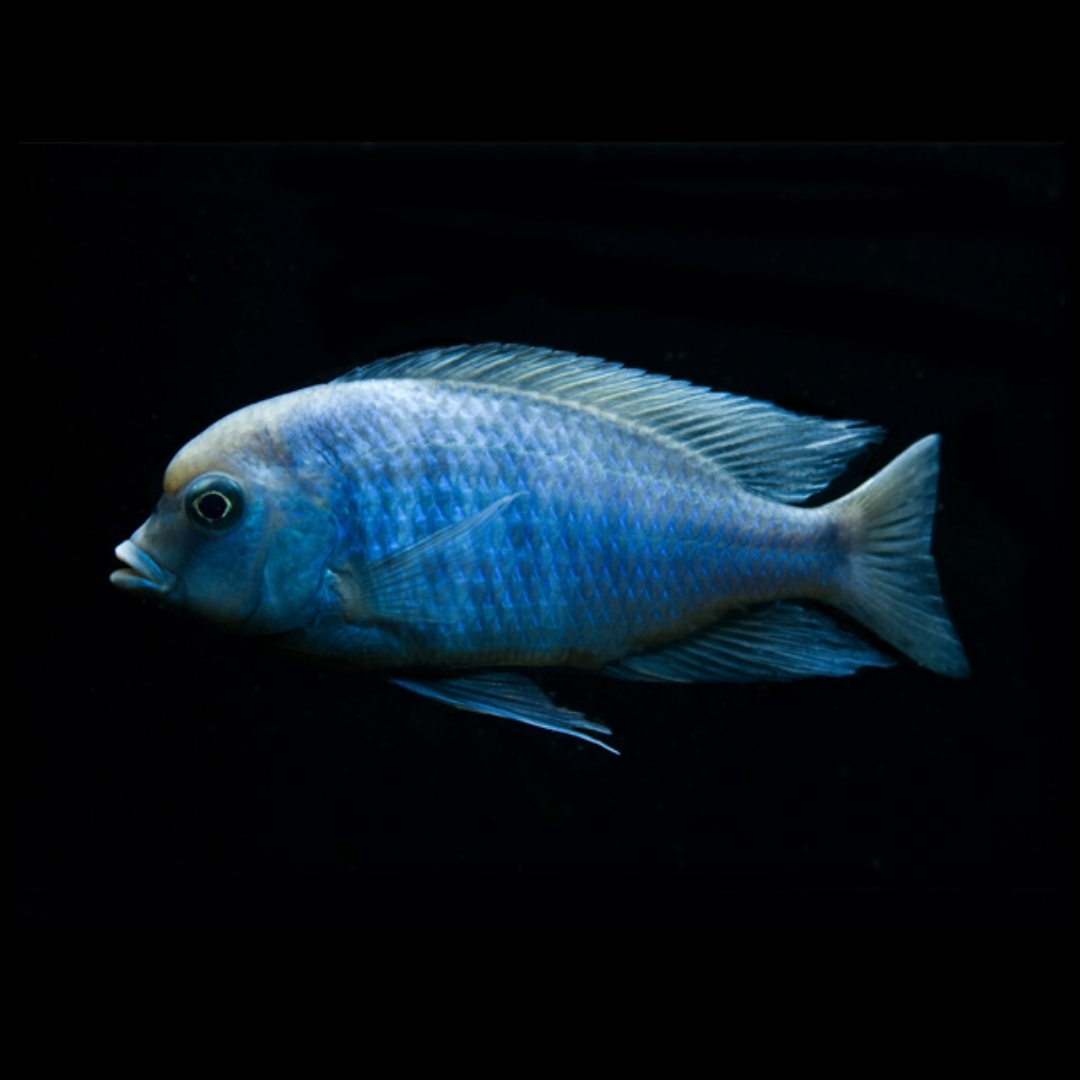 blue dolphin cichlids by amazoo.in